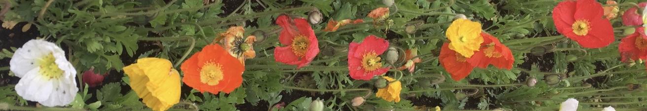 Mary Reed Counseling